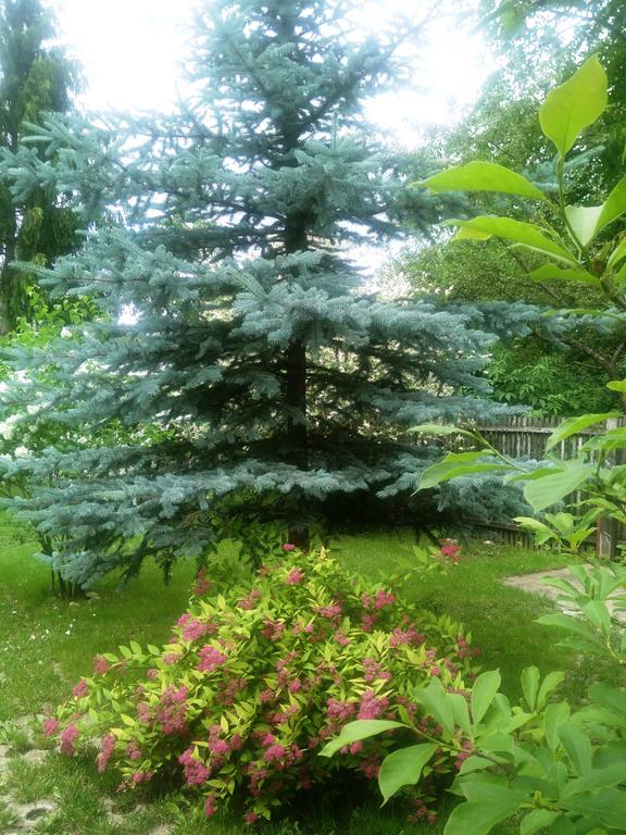 Pensiunea Paloma 3 Stele Brasov Bagian luar foto
