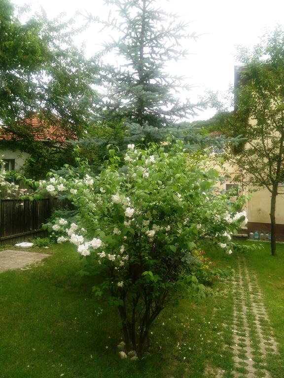Pensiunea Paloma 3 Stele Brasov Bagian luar foto
